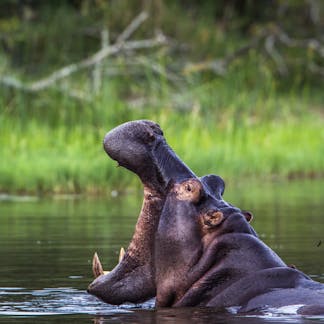 When a hippo honks, here's what it could mean – to another hippo at least