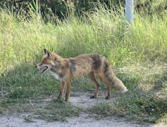 Un renard debout dans l’herbe