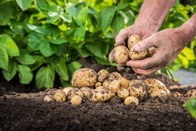 Hands harvesting fresh organic potatoes from soil