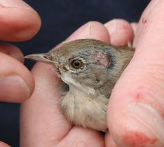 Pájaro sostenido en la mano y con un tumor visible en la cabeza, a través de las plumas.