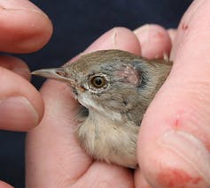 Oiseau tenu dans la main et avec une tumeur visible sur la tête, à travers les plumes