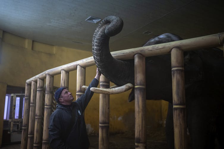 A man pats an elephant whose trunk points to the ceiling in a cavernous room.