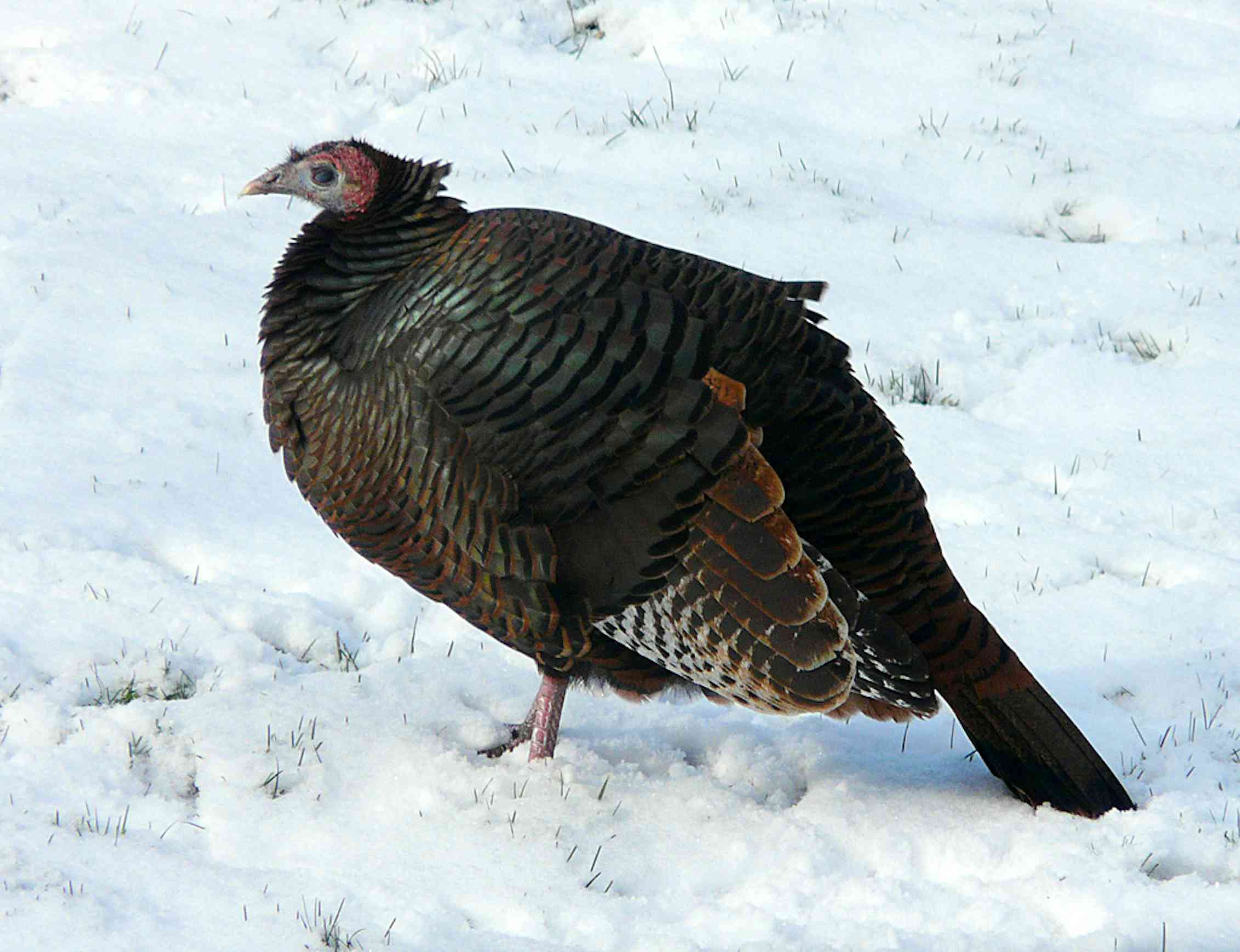 Stopping Ibuprofen Cold Turkey? This Could Happen - 095oqrv