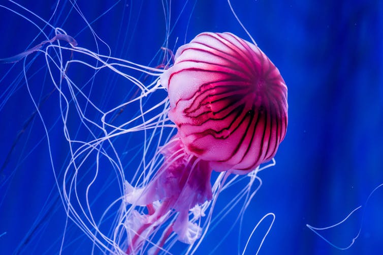 Jellyfish