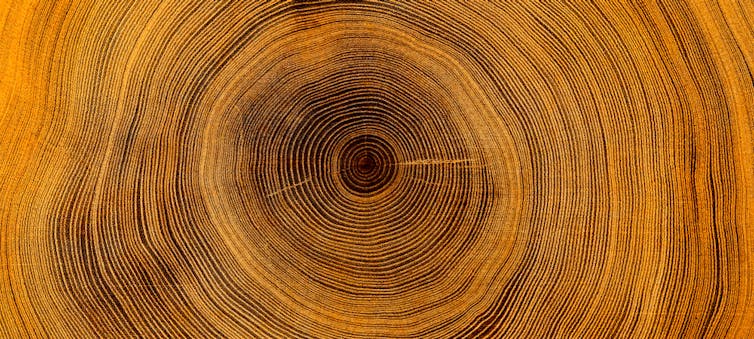 close up of tree rings
