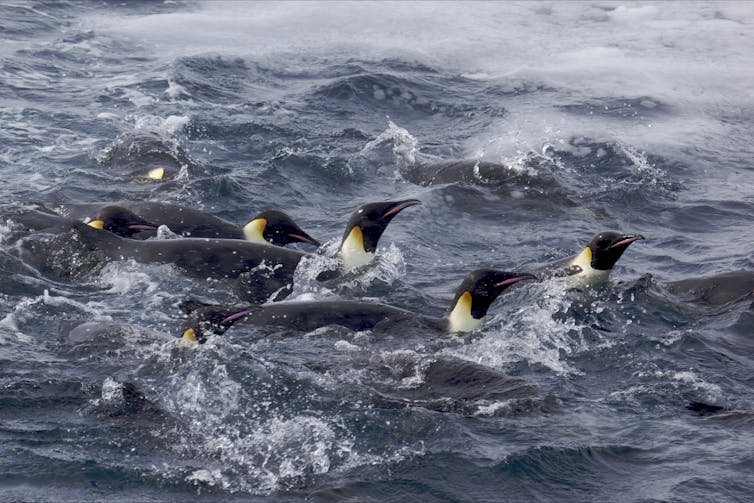 Emperor penguins