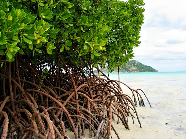 Mangrove roots, Torres Strait Islands
