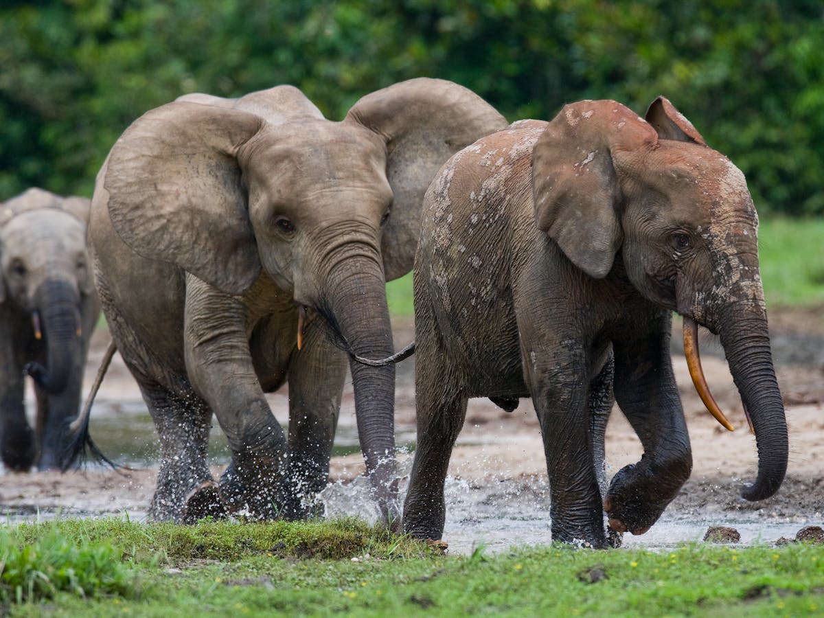 A first for large African mammals: DNA used to count Gabon's endangered  forest elephants