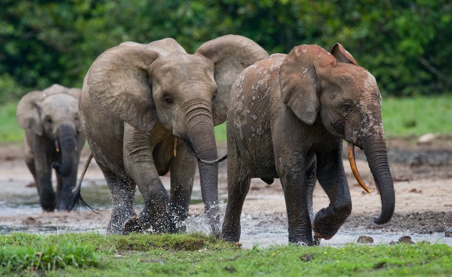 Forest elephants play in water