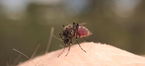 How to mozzie-proof your property after a flood and cut your risk of mosquito-borne disease