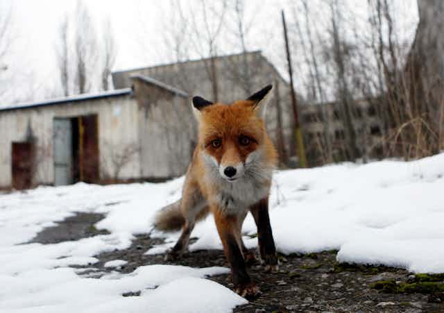Un renard devant une maison abandonnée