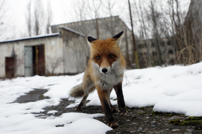 Un renard devant une maison abandonnée