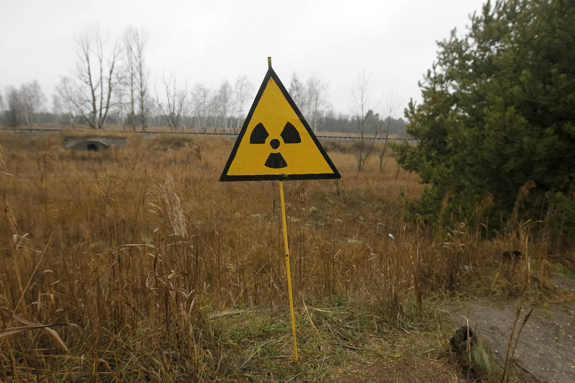 Рыжий лес в Чернобыле сейчас 2022