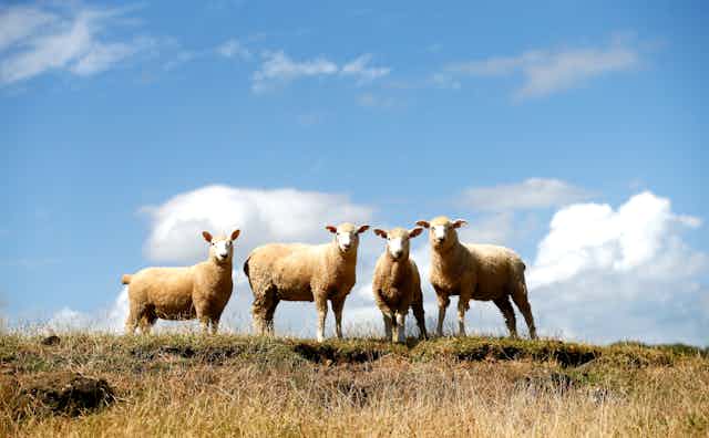 Sheep on a dry paddock