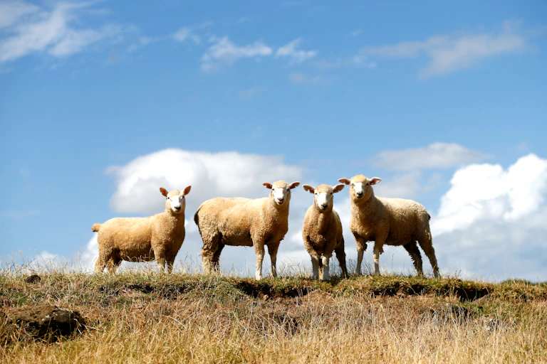Sheep on a dry paddock