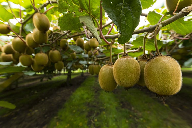 Green kiwifruit orchard, close up