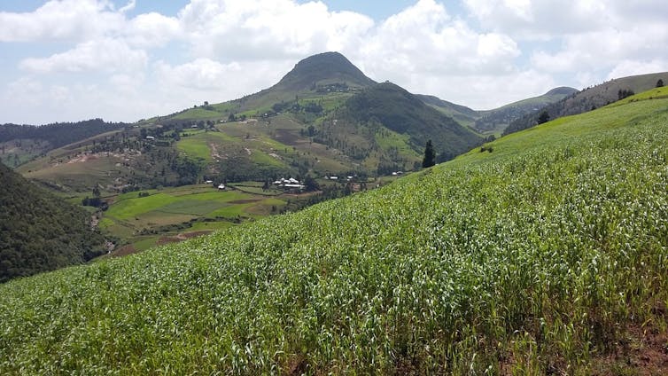 Terras de cultivo etíopes Exemplo dun sistema tropical de terras de cultivo en Etiopía. Tim Newbold