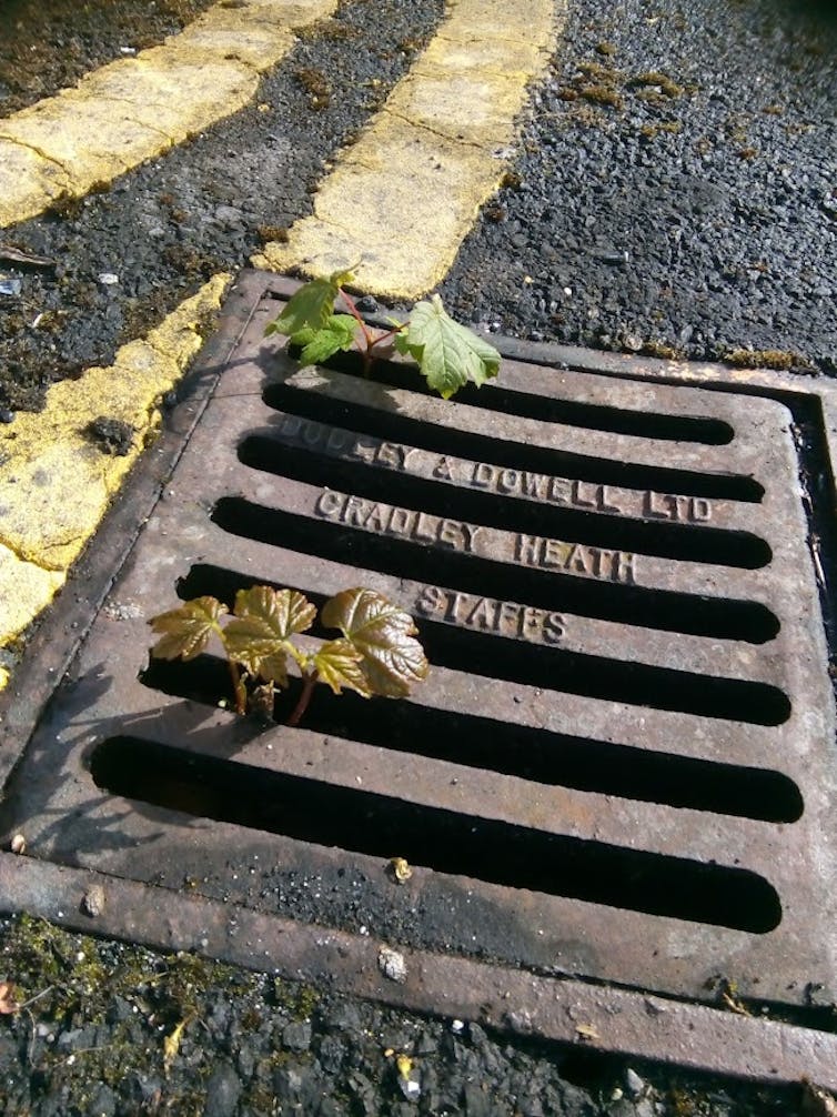 Two sycamore saplings poke out of a roadside drain.