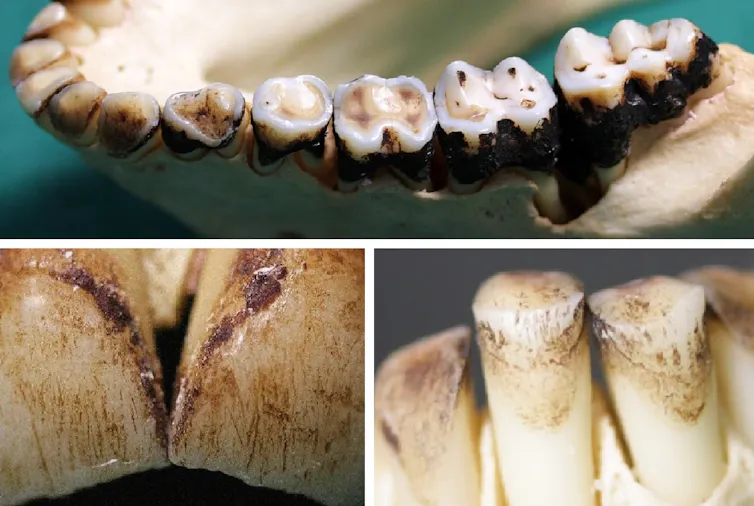 A range of macaque teeth showing different patterns of scratches and wear