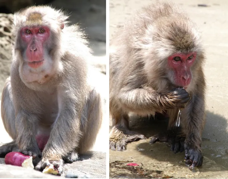 Two macaques eating wheat and sweet potato