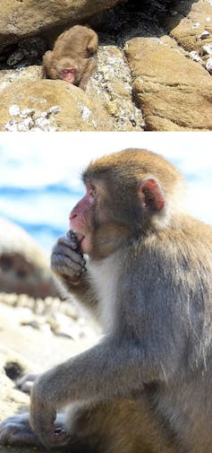 Košimos salos makakos išgauna ir apdoroja šermenis, naudodamiesi dantimis, kad išstumtų ir pašalintų turinį