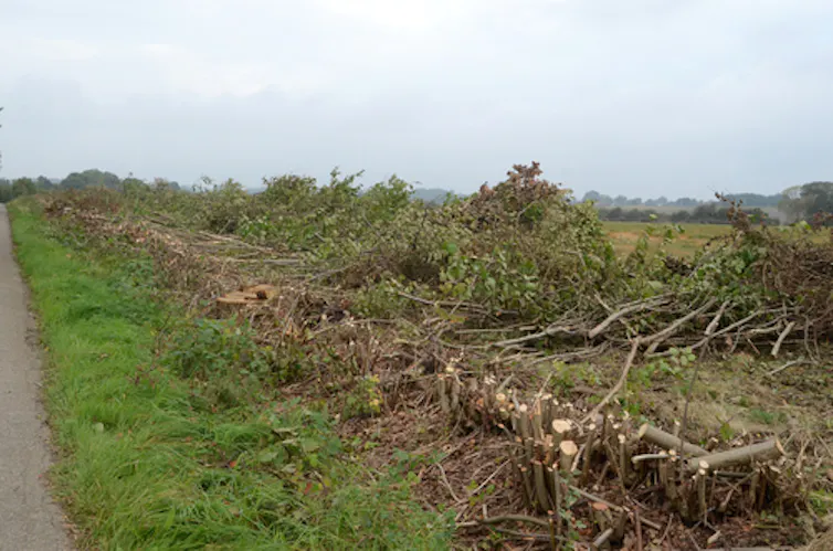 A hedge on the side of a road that has been cut down.