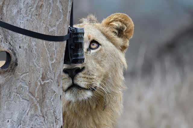 a lion looks into a camera trap tied onto a tree