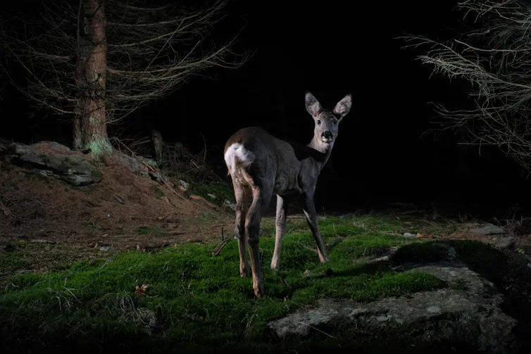 a night capture photo of a deer looking back at the camera