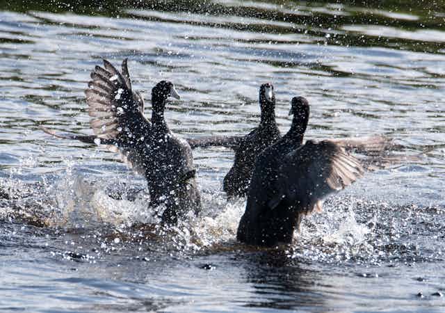 Three coots confront each on the water, rearing up and flapping 