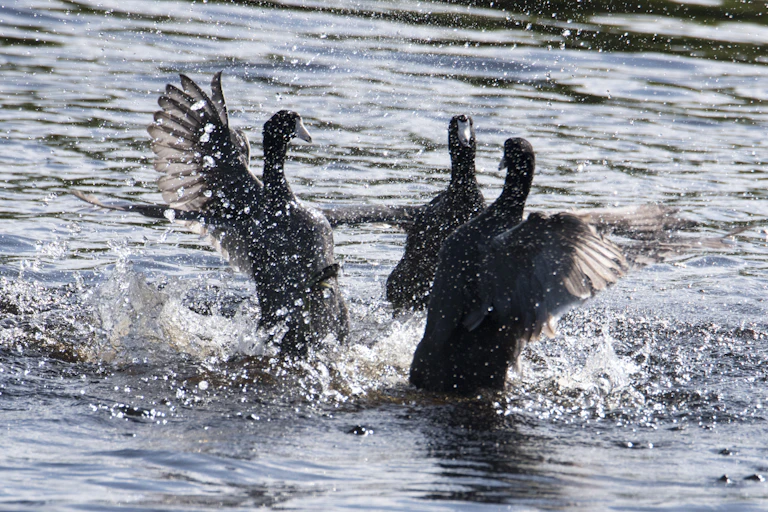 Three coots confront each on the water, rearing up and flapping