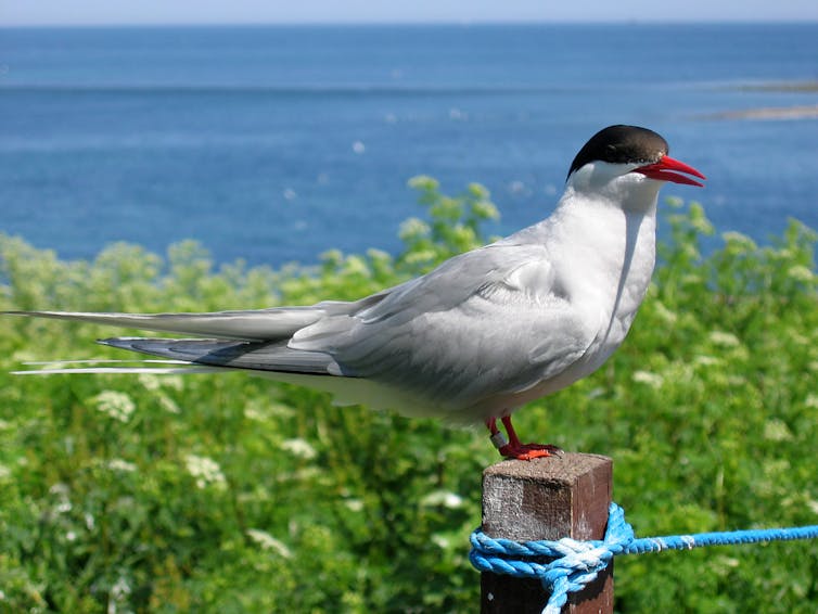 Black-capped seabird perches on a fence post near the ocean