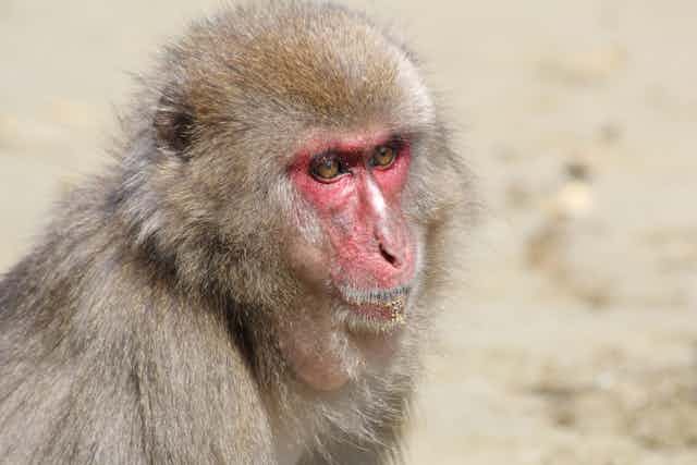 A macaque with a sand covered mouth