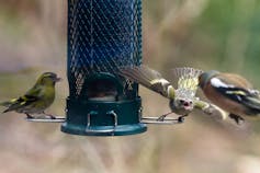 A songbird waves its wings and cries at another bird to drive it away from a bird feeder.