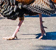 Legs of a walking turkey with pointed spurs protruding backward