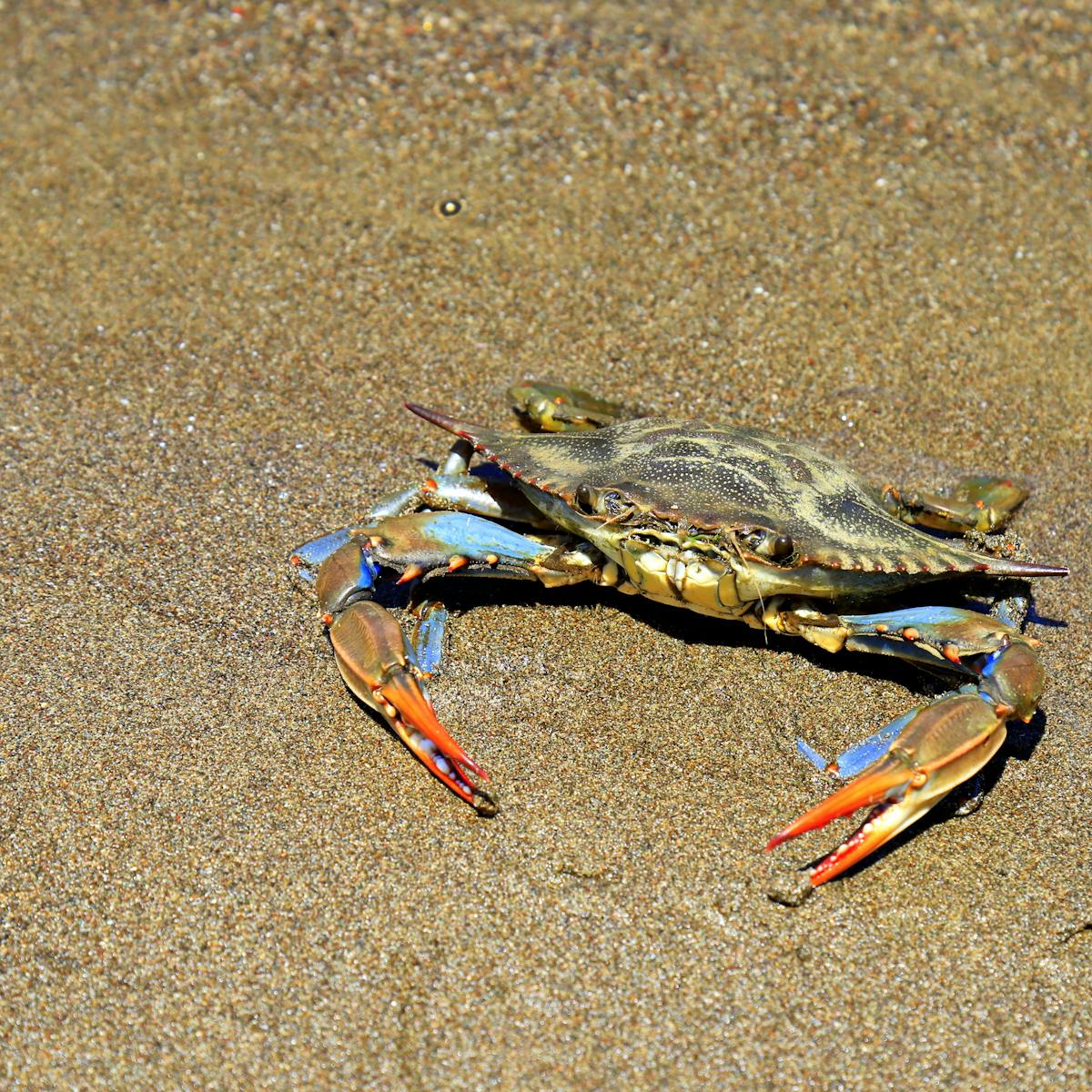 Cangrejo azul invasor