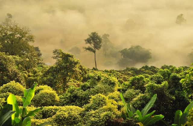 Fog drifting through a tropical forest