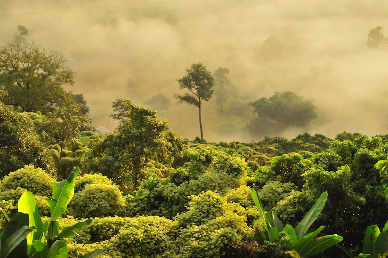 Fog drifting through a tropical forest