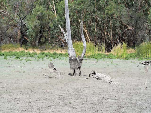 A drought-stricken wetland. A water mark on a dead tree indicates the water levels are usually high.