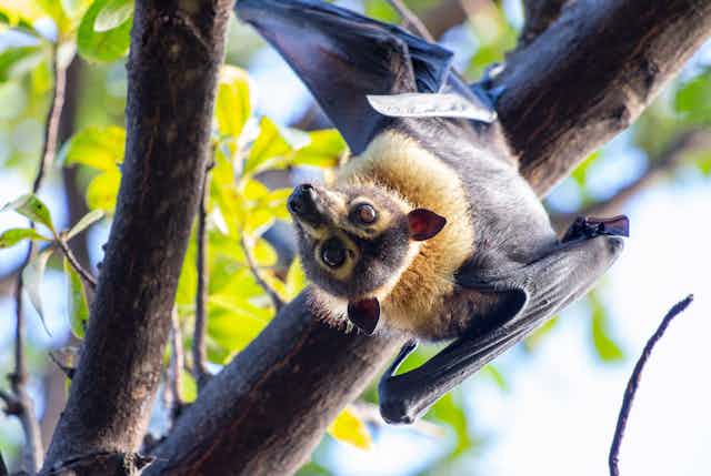 spectacled flying fox in tree