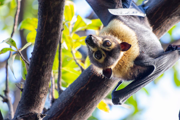 spectacled flying fox in tree