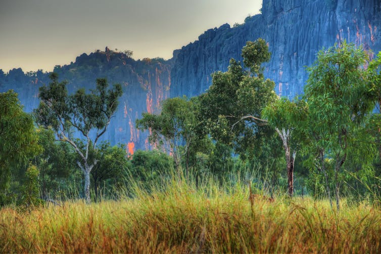 savanna, trees and rock face