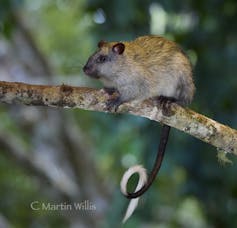 Black footed Tree Rat