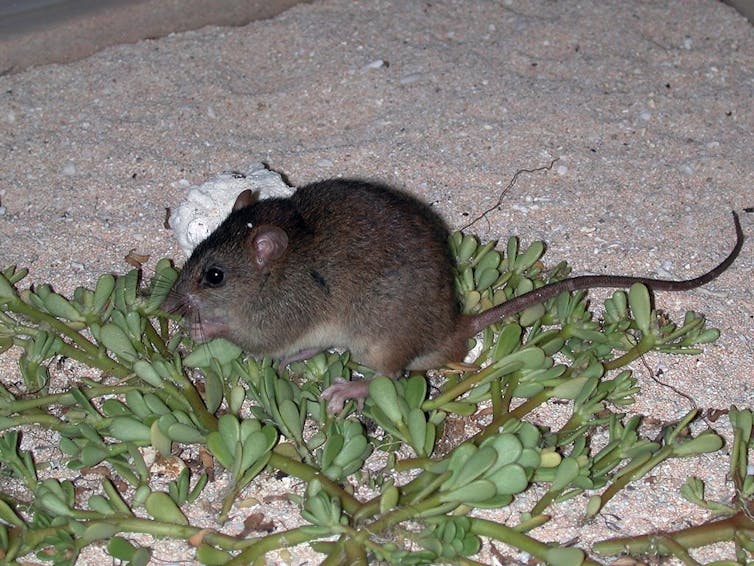small rodent in vegetation
