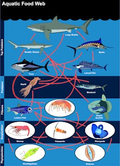 Aquatic food web diagram