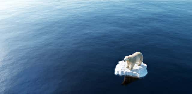 ours polaire sur un petit morceau de banquise au milieu de l'eau
