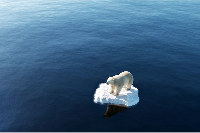 ours polaire sur un petit morceau de banquise au milieu de l'eau
