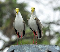 Two grey and white tropical birds with yellow wing spurs.