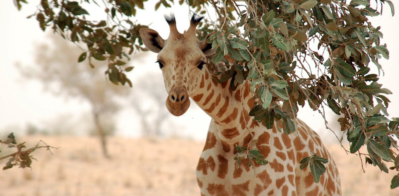 Plants release chemical weapons and deploy insect armies in their defence