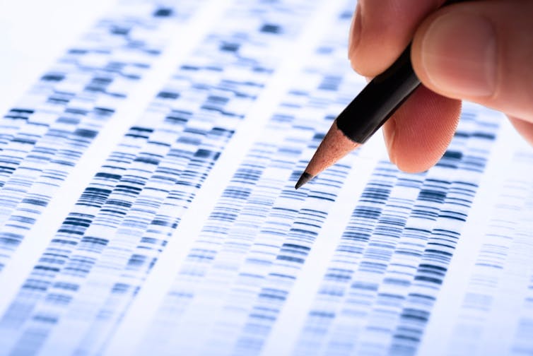 A printout of a person's DNA being looked at by a scientist