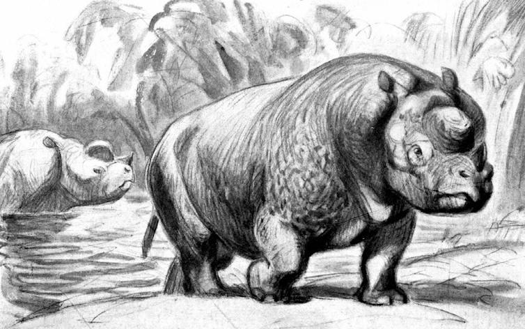 Premiere reprezentacja d'_Elasmotherium_ sans corne